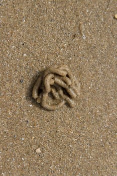 Granular sandy beach with a lugworm, Arenicola marina, cast in tubular coils.