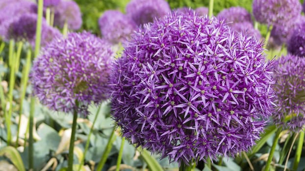 Ornamental allium flower close up
