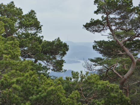 conifer forest with fjord in background - south norway