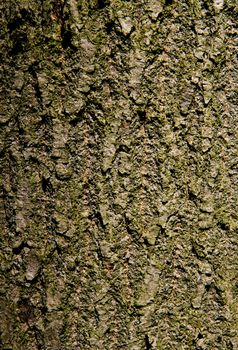 closeup shot of the bark of a tree