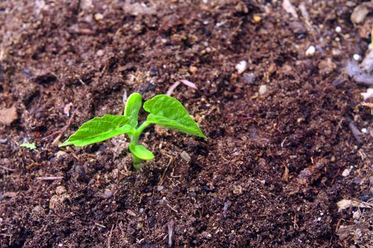 a bean sprouting and showing it's first true leaves