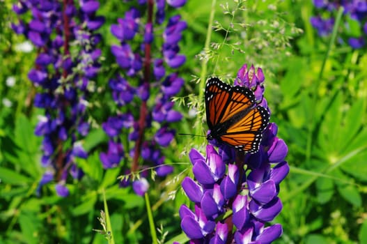 A butterfly (Monarch (Danaus plexippus)) resting on a Lupin in full bloom