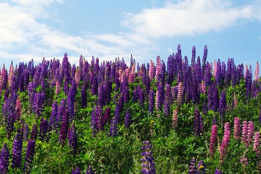 Lupin in full bloom on a beautiful summer day.