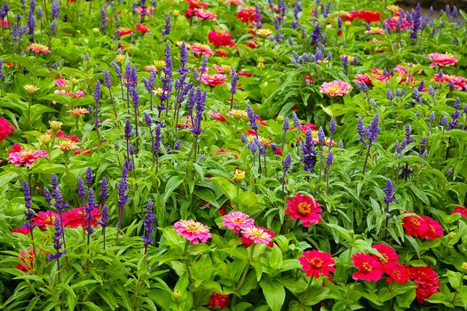 Colorful english country garden in the spring