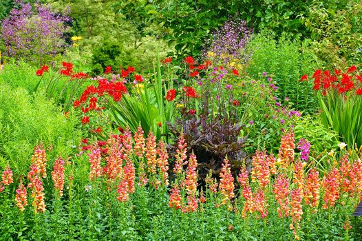 Colorful snapdragon garden