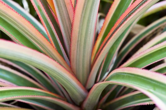 A close up of a pineapple plant 