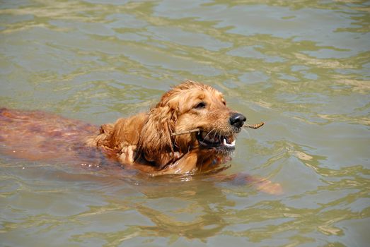 swimming trained golden retriever dog with a stick in