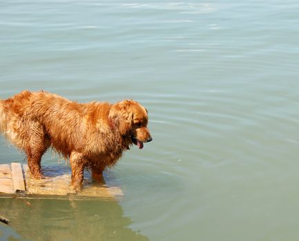 one orange golden retriever dog by river ready to swim