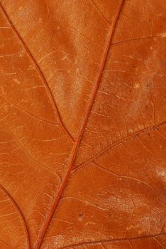 abstract natural brown autumn leaf texture closeup