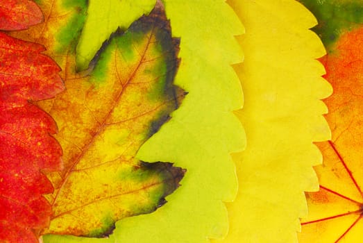 various bright colorful autumn tree leaves background