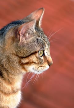 mixed-breed young cat portrait outdoors side view