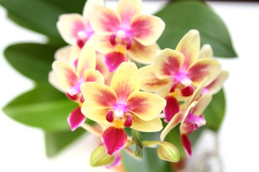 Cymbidium- pink and yellow beautiful orchid