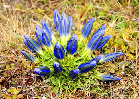 Very beautiful blue flowerses