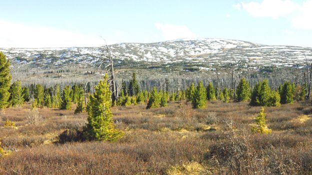 Springtime in bugle Altai