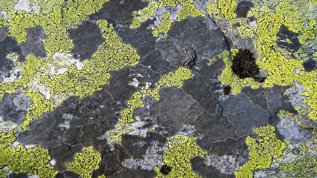 Stone coated by lichen