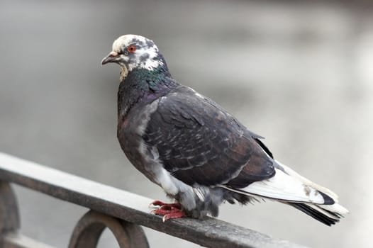 One dove sitting on the railing