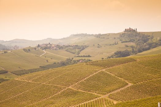Tuscany. Vineyard in the middle of the most famous wine region of Italy.