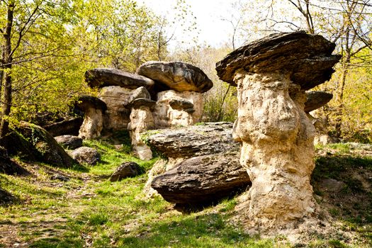 Curious forest in Italy, Piemonte region, close to Cuneo city. The name of the forest is "Ciciu" forest and it's the result of the last glaciation.