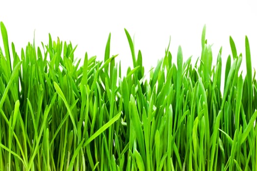 Fresh green grass on white background