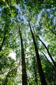  Green forest with high trees