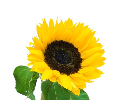 Bright sunflower isolated on white background