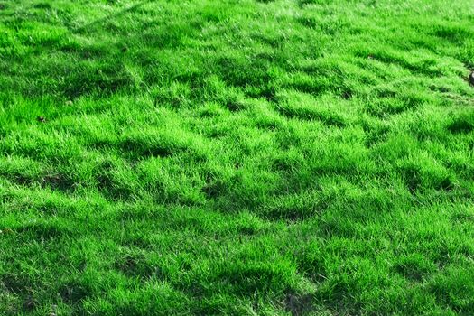 Green spring grass. it can be used as background