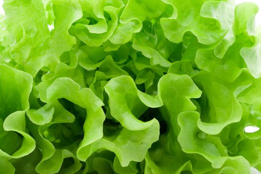 Fresh green Lettuce salad