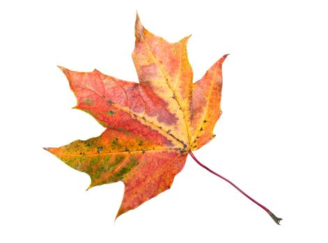 Maple leaf isolated on white