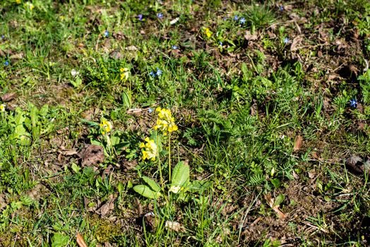 Spring meadow with Cowslips and dry leaves left over from autumn and winter