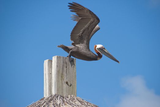 Pelican ready for takeoff off a post,in the BVI islands