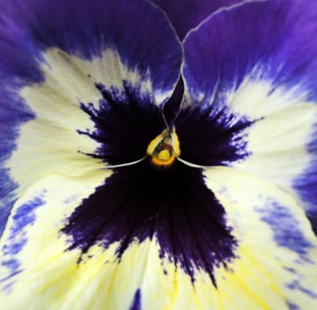 Macro of violet spring flower