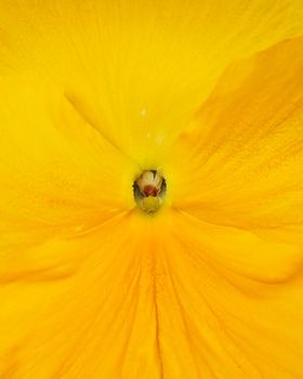 Pansy flower macro