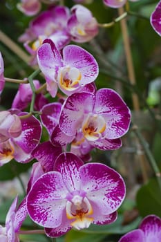 Beautiful orchid