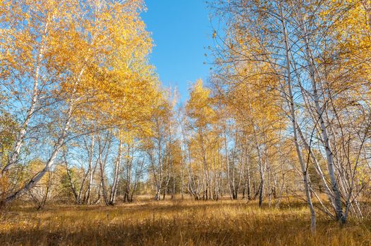 Autumn landscape with birch trees, blue sky and withered grass