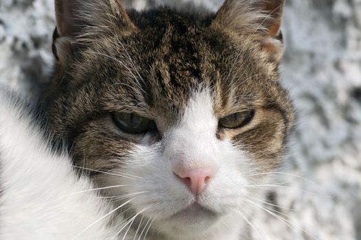 Shot of the domestic cat - sullen cat
