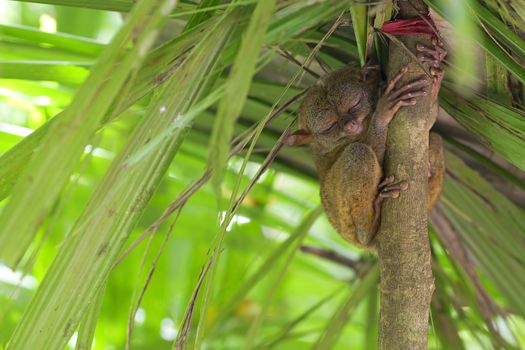 Tarsier sitting in a tree in Bohol, Philippines