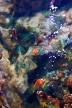 fish  in the aquarium of Rayong province,Thailand 