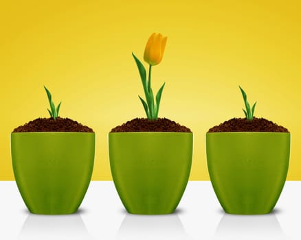 Yellow Tulips growing in green clay garding pot.