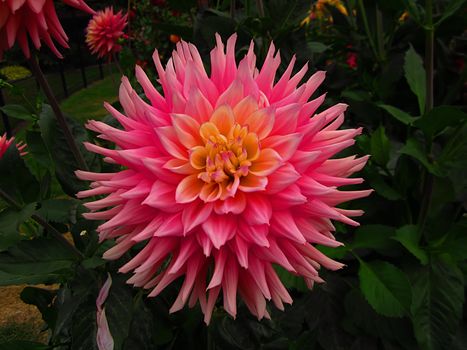 The Dahlia is a perennial plant that is cultivated for its wide variety of colored flower heads.  They are native to Mexico and Central America.