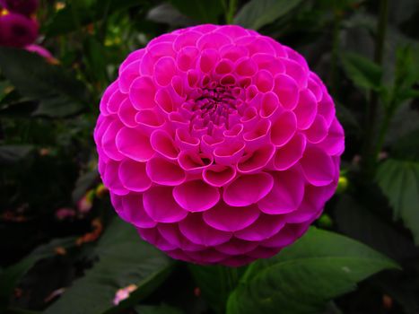 The Dahlia is a perennial plant that is cultivated for its wide variety of colored flower heads.  They are native to Mexico and Central America.