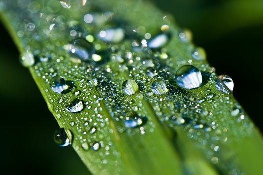 Close up view of the dew water drops on a plant