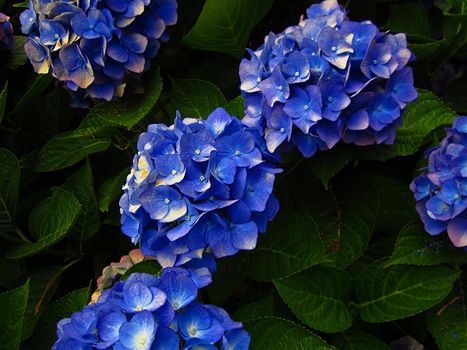 Bigleaf Hydrangea (Latin Name: Hydrangea macrophylla) is native to Japan but is cultivated in many parts of the world. Its blossoms may be pink, blue, or purple.