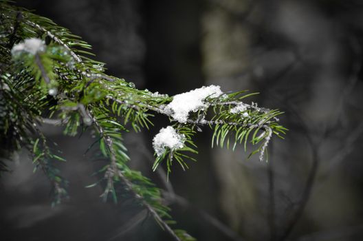 Green conifer, covered with some snow