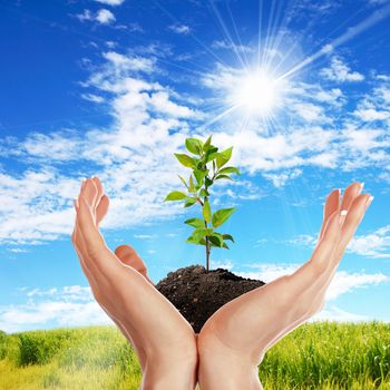 Hands holding green sprouts and sunny sky