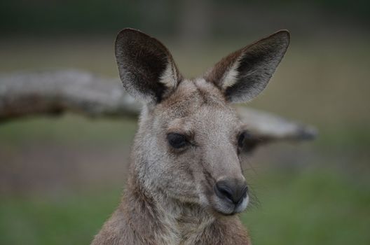 Front head shot of an Australian Kangaroo