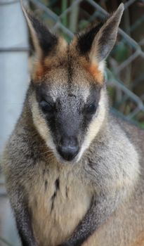 Frontal head shot of a small Australian Wallaby