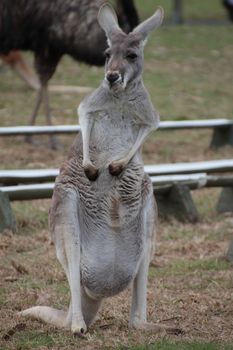 Full body frontal shot of a Australian Grey Kangaroo