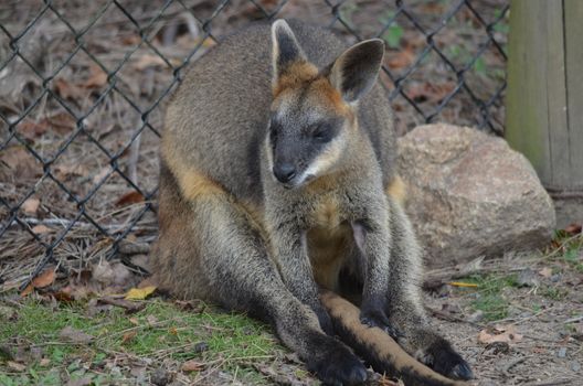 Full body shot of a small Australian Wallaby sitting on the ground