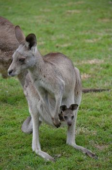Full body frontal shot of an Australian Kangaroo with baby joey in pouch