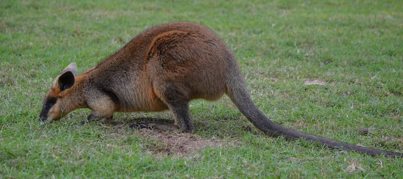 Full body side profile of a small Australian Wallaby feeding